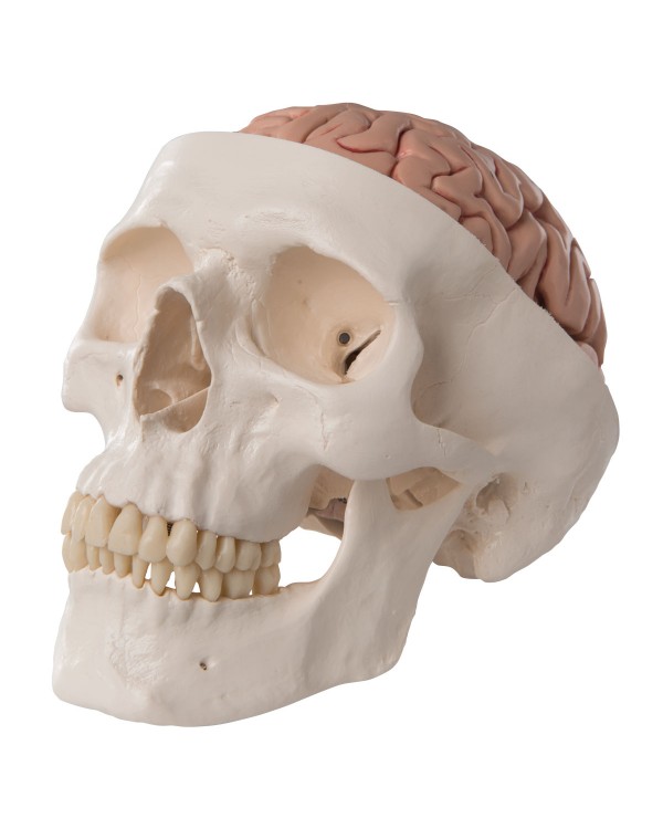 Classic Human Skull Model with 5 part Brain